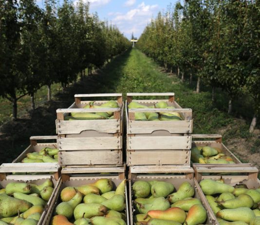 Dal MASAF 11 milioni per le filiere frutticole della pera e del kiwi