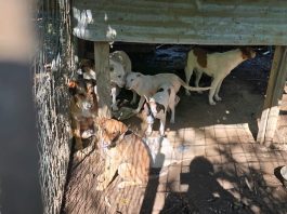 Scoperto un canile abusivo tra i rifiuti a Caserta, denunciato un 45enne