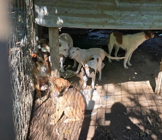 Scoperto un canile abusivo tra i rifiuti a Caserta, denunciato un 45enne