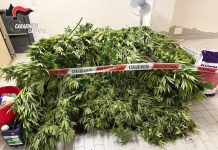 Scoperta una vasta piantagione di cannabis nel Cagliaritano, un arresto