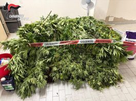 Scoperta una vasta piantagione di cannabis nel Cagliaritano, un arresto
