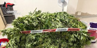 Scoperta una vasta piantagione di cannabis nel Cagliaritano, un arresto