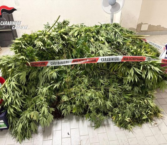 Scoperta una vasta piantagione di cannabis nel Cagliaritano, un arresto