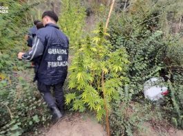 Sequestrata piantagione di cannabis in area montana del Crotonese