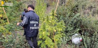 Sequestrata piantagione di cannabis in area montana del Crotonese