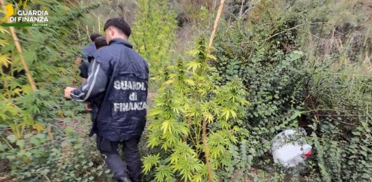 Sequestrata piantagione di cannabis in area montana del Crotonese
