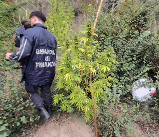 Sequestrata piantagione di cannabis in area montana del Crotonese