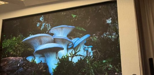 Biodiversità – COP-17: l’Italia aderisce al Fungal Conservation Pledge