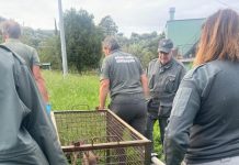 Giovane lupo recuperato a Sori, era entrato nel giardino di un’abitazione