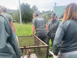 Giovane lupo recuperato a Sori, era entrato nel giardino di un’abitazione