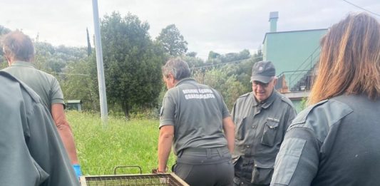 Giovane lupo recuperato a Sori, era entrato nel giardino di un’abitazione
