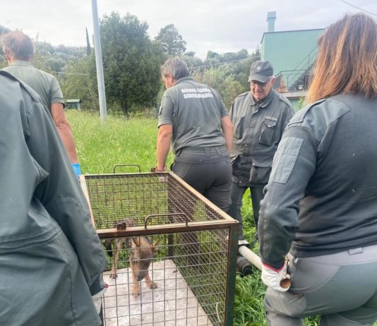 Giovane lupo recuperato a Sori, era entrato nel giardino di un’abitazione