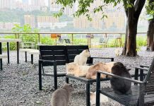Cina: parchi per gatti cercano soluzioni durature e sostenibili per randagi (2)