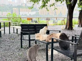 Cina: parchi per gatti cercano soluzioni durature e sostenibili per randagi (2)