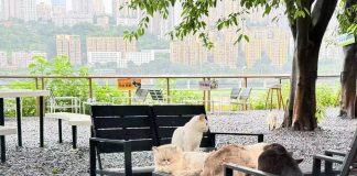 Cina: parchi per gatti cercano soluzioni durature e sostenibili per randagi (2)