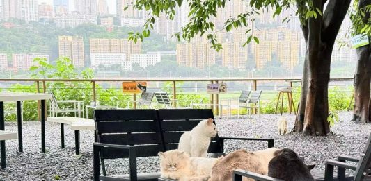Cina: parchi per gatti cercano soluzioni durature e sostenibili per randagi (2)