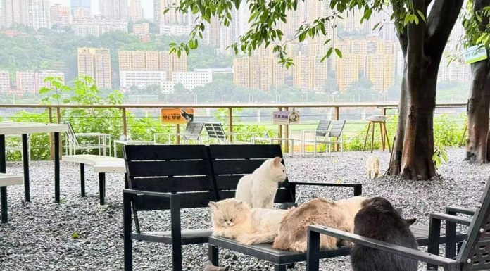 Cina: parchi per gatti cercano soluzioni durature e sostenibili per randagi (2)
