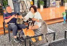 Cina: parchi per gatti cercano soluzioni durature e sostenibili per randagi (3)