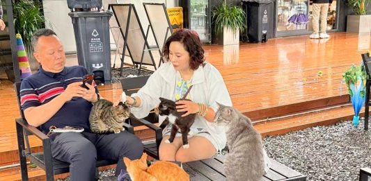 Cina: parchi per gatti cercano soluzioni durature e sostenibili per randagi (3)