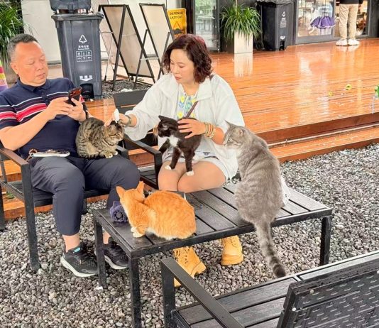 Cina: parchi per gatti cercano soluzioni durature e sostenibili per randagi (3)