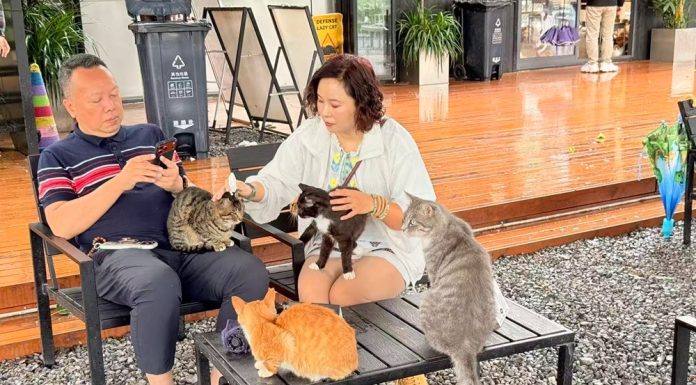 Cina: parchi per gatti cercano soluzioni durature e sostenibili per randagi (3)
