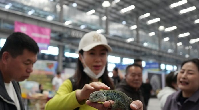 Cina: Anshan, al via prima fiera dedicata al settore degli animali domestici (1)