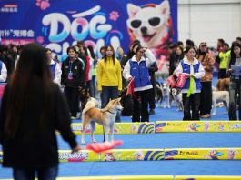 Cina: Anshan, al via prima fiera dedicata al settore degli animali domestici (3)