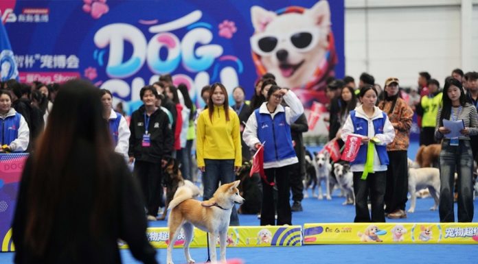 Cina: Anshan, al via prima fiera dedicata al settore degli animali domestici (3)