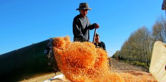 Cina: Heilongjiang registra raccolto abbondante durante la Festa nazionale (2)