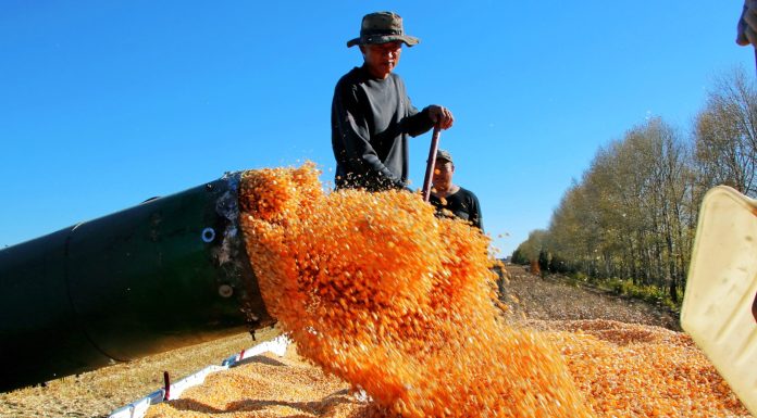 Cina: Heilongjiang registra raccolto abbondante durante la Festa nazionale (2)