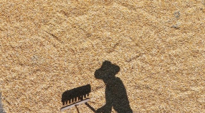 Cina: in corso raccolto autunnale dei cereali (1)