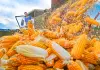 Cina: in corso raccolto autunnale dei cereali (2)