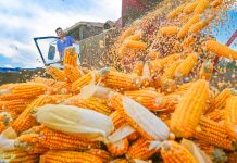 Cina: in corso raccolto autunnale dei cereali (2)