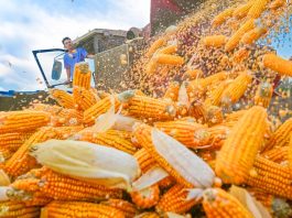 Cina: in corso raccolto autunnale dei cereali (2)