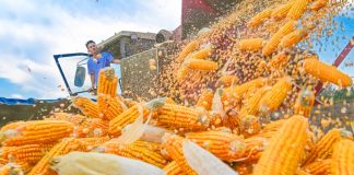 Cina: in corso raccolto autunnale dei cereali (2)
