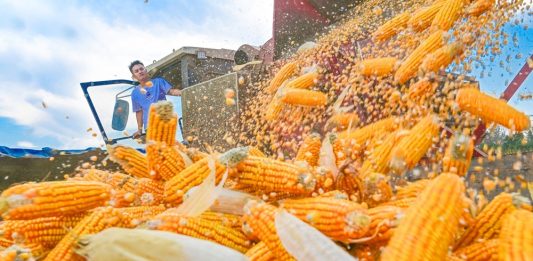 Cina: in corso raccolto autunnale dei cereali (2)