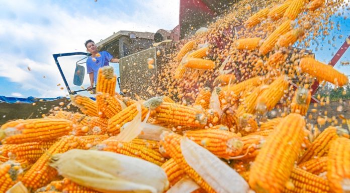 Cina: in corso raccolto autunnale dei cereali (2)