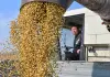 Cina: in corso raccolto autunnale dei cereali (3)