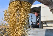 Cina: in corso raccolto autunnale dei cereali (3)