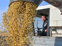 Cina: in corso raccolto autunnale dei cereali (3)