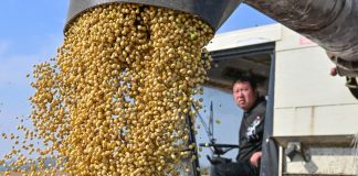Cina: in corso raccolto autunnale dei cereali (3)