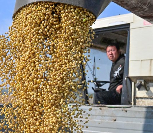 Cina: in corso raccolto autunnale dei cereali (3)