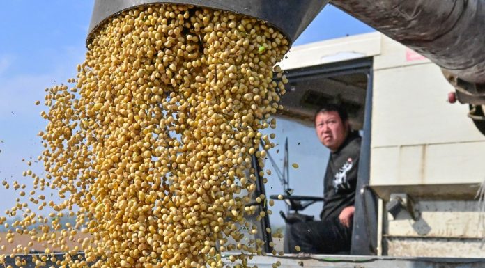 Cina: in corso raccolto autunnale dei cereali (3)