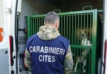 Verona, test farmacologici sui cani senza rispettare i protocolli: 14 denunce