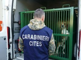 Verona, test farmacologici sui cani senza rispettare i protocolli: 14 denunce