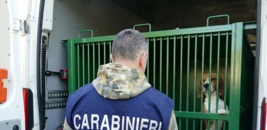 Verona, test farmacologici sui cani senza rispettare i protocolli: 14 denunce