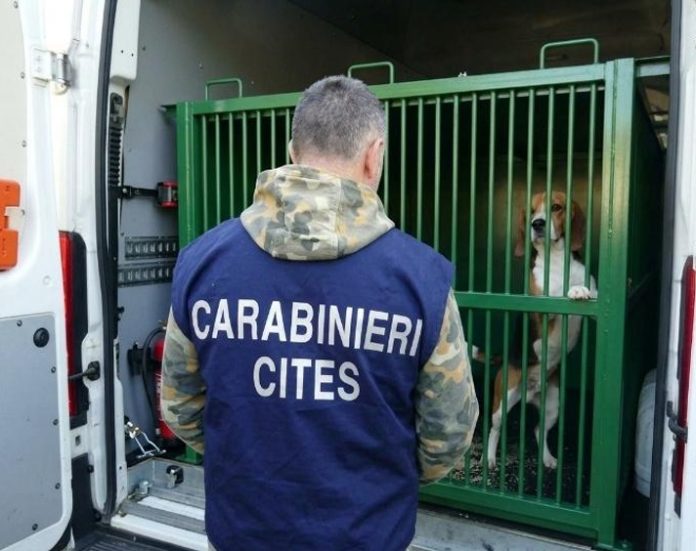 Carabinieri Verona