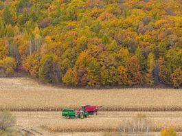 Cina: raccolta di mais e sorgo nello Heilongjiang (1)