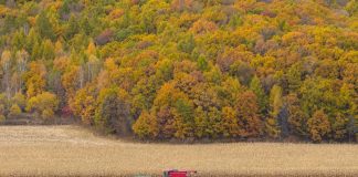 Cina: raccolta di mais e sorgo nello Heilongjiang (1)