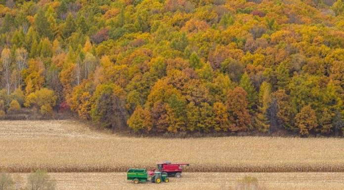 Cina: raccolta di mais e sorgo nello Heilongjiang (1)